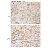 Solarbio K110107P Anti-COX4I1 Polyclonal Antibody