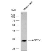 Solarbio K112313P Anti-ASPRV1 Polyclonal Antibody