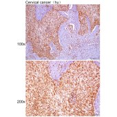 Solarbio K107283P Anti-Histone H3 Polyclonal Antibody