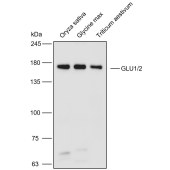 Solarbio K900018P Anti-GLU1/2 polyclonal Antibody for Plant