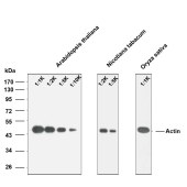 Solarbio K800001M Anti-Actin Monoclonal Antibody for Plant