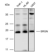 Solarbio K110499P Anti-SRGN Polyclonal Antibody