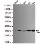 Solarbio K000119M Anti-PCNA Monoclonal Antibody