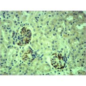 Solarbio K000481P Anti-LMNB1 Polyclonal Antibody