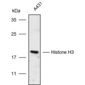 Solarbio K107283P Anti-Histone H3 Polyclonal Antibody