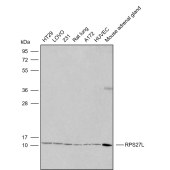 Solarbio K009837P Anti-RPS27L Polyclonal Antibody