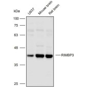 Solarbio K110390P Anti-RIMBP3 Polyclonal Antibody