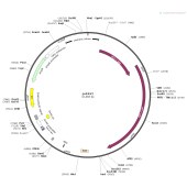 HonorGene HG-VMA0649 psPAX2