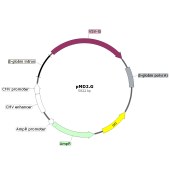 HonorGene HG-VMA0648 pMD2.G