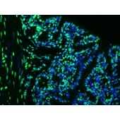 Elabscience E-CK-A321 一步法TUNEL原位细胞凋亡检测试剂盒（绿色，Elab Fluor® 488）