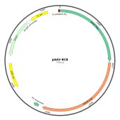 HonorGene HG-VXH1156 pAAV-RC8/pAAV-RC-8 (血清型8)