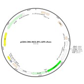 HonorGene HG-VMS0751-SBI pCDH-CMV-MCS-EF1-GFP+Puro