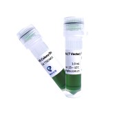 TSINGKE TSE0601 V5 Colony Direct PCR Mix（T Vector）T载体菌检试剂