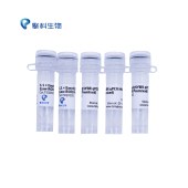 TSINGKE TSQ0102 1.1×EasyQ SYBR qPCR Mix (Low ROX Premixed) EasyQ即用型染料法qPCR预混液