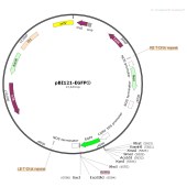 丰晖 FH1586 pBI121-EGFP②植物表达质粒