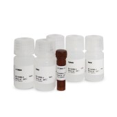 Biosharp BL1405A 乳酸脱氢酶(LDH)细胞毒性检测试剂盒