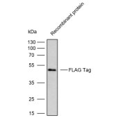 Solarbio K007441P Anti-FLAG Tag Polyclonal Antibody