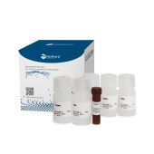 Biosharp BL1405B 乳酸脱氢酶(LDH)细胞毒性检测试剂盒
