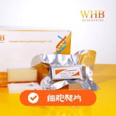 WHB WHB-12-CS TC处理12孔板圆形细胞爬片（Φ20mm），灭菌