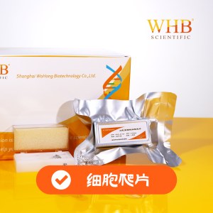 WHB WHB-24-CS-10 TC处理24孔板方形细胞爬片（□ 10*10mm），灭菌