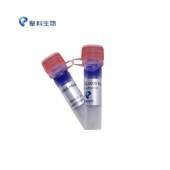 TSINGKE TSJ014-100 DL5000 Plus DNA Marker