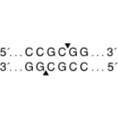 NEB R0157 SacII