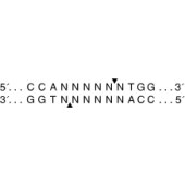 NEB R0113 BstXI