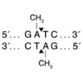 NEB R0176 DpnI