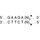 NEB R0148 MboII