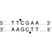 NEB R0519 BstBI