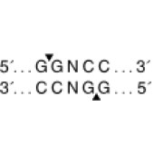 NEB R0165 Sau96I