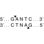 NEB R0155 HinfI