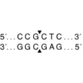 NEB R0102 BsrBI