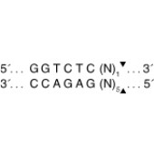 NEB R3733 BsaI-HFv2