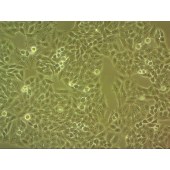 吉妮欧 JNO-H0276 HeLa 人宫颈癌细胞