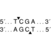 NEB R0149 TaqI-v2（20,000 units/ml）