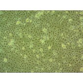 吉妮欧 JNO-Q0031 C6/36 幼蚊细胞