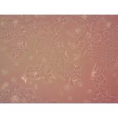 吉妮欧 JNO-M0142 AML12 小鼠正常肝细胞