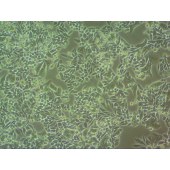 吉妮欧 JNO-H0144 SW620 人结直肠腺癌细胞