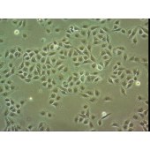 吉妮欧 JNO-H0174 MHCC97L 人肝癌细胞