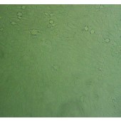 吉妮欧 JNO-H0193 BAr-T 人食管上皮细胞