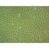 吉妮欧 JNO-H0002 BEAS-2B 人正常肺上皮细胞