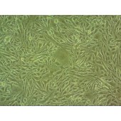 吉妮欧 JNO-M0294 bEnd.5 小鼠Balb c脑内皮瘤细胞