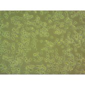 吉妮欧 JNO-M0081 C8-B4 小鼠脑神经细胞