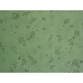 吉妮欧 JNO-H0563 U266 人骨髓瘤细胞