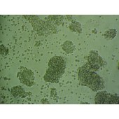 吉妮欧 JNO-H0402 C8166 人T细胞白血病细胞