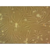 吉妮欧 JNO-M0073 MSF 小鼠皮肤成纤维细胞