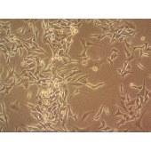 吉妮欧 JNO-M0027 MB49 小鼠膀胱癌细胞