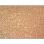 吉妮欧 JNO-Q0019 DF-1 鸡胚成纤维细胞