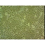 吉妮欧 JNO-H0094 CNE-2 人鼻咽癌细胞